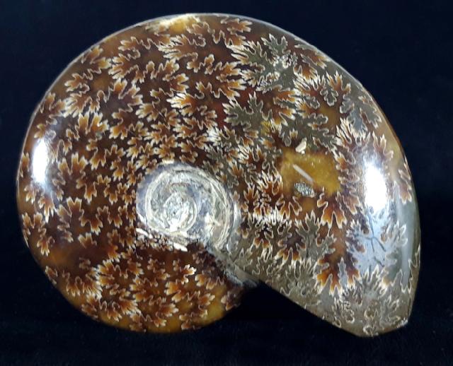 Cleoniceras (Grycia) cf. besairiei COLLIGNON 1949 - Bild © FossNet FossilienStore